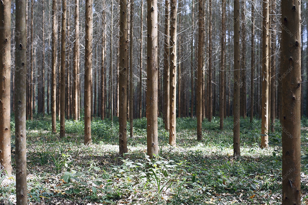 Vista baixa de plantação de eucalipto