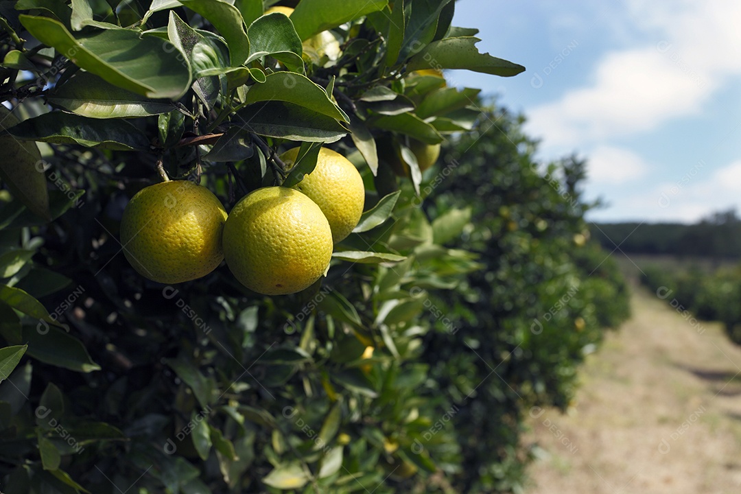 Pé de laranja com muitas frutas