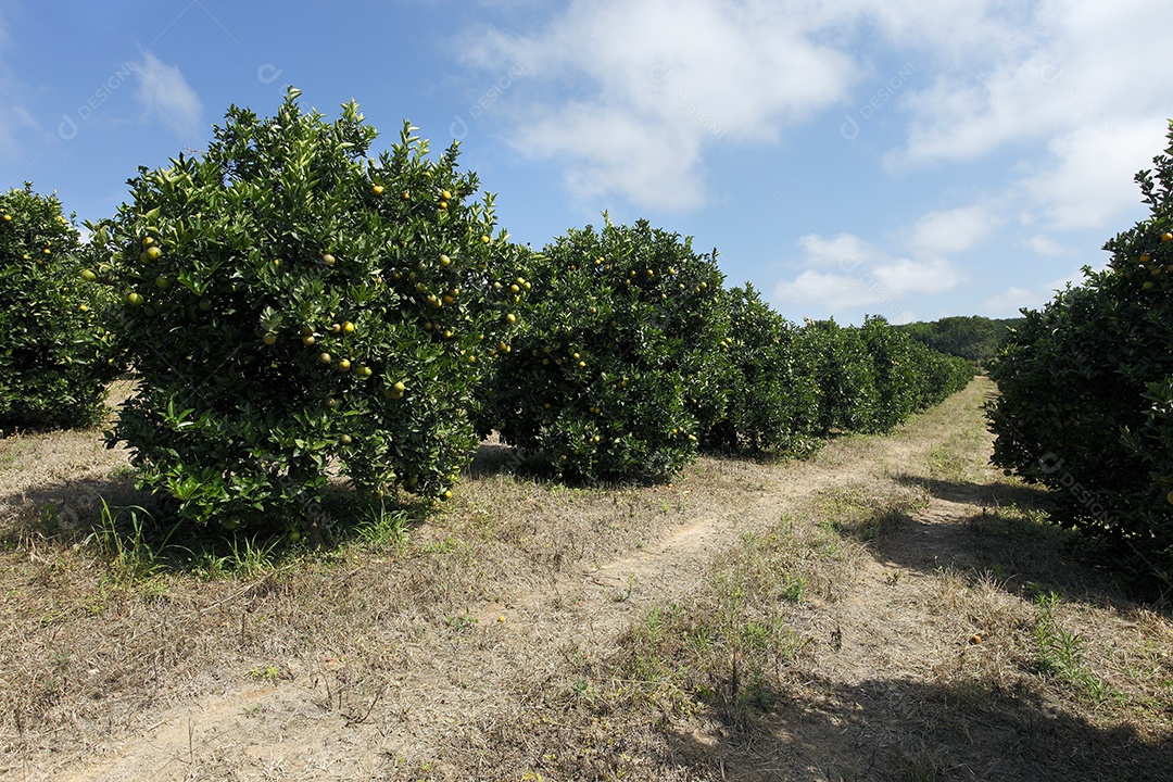 Pomar de laranjeiras