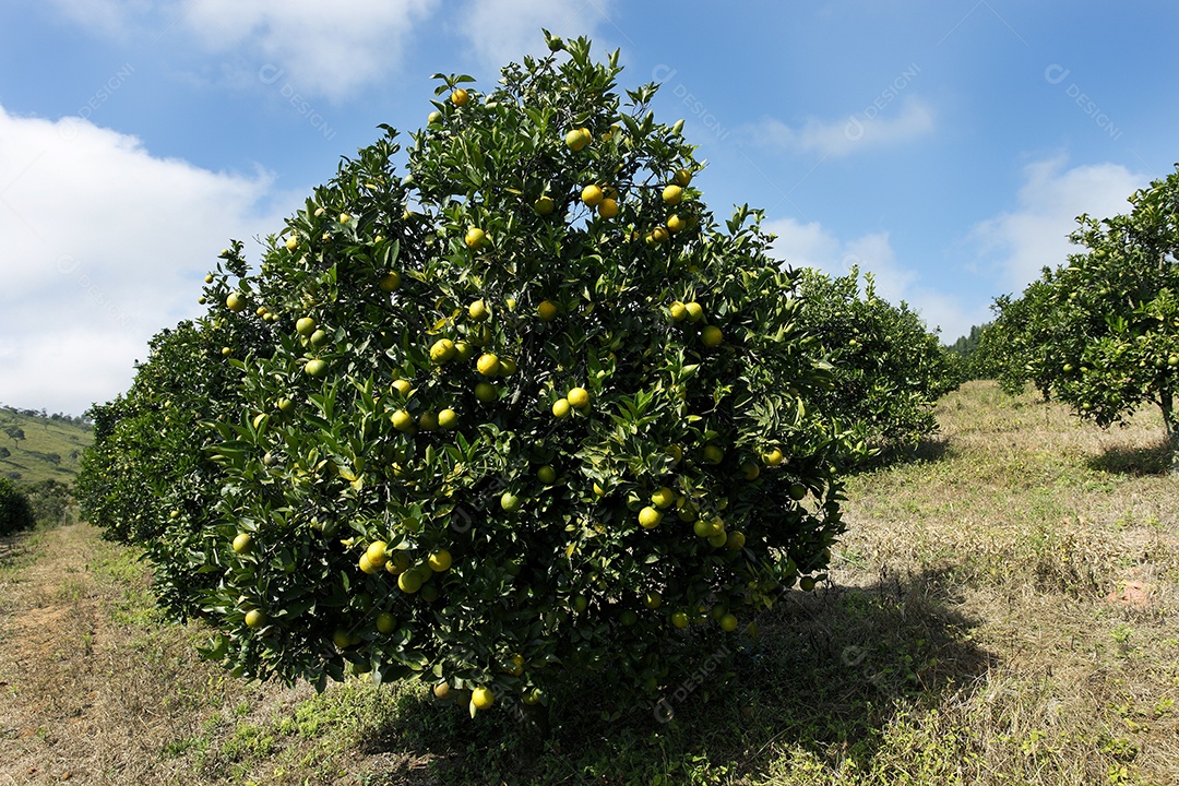 Pé de laranja com muitas frutas