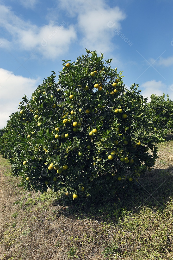Pé de laranja carregado pronto para colheita