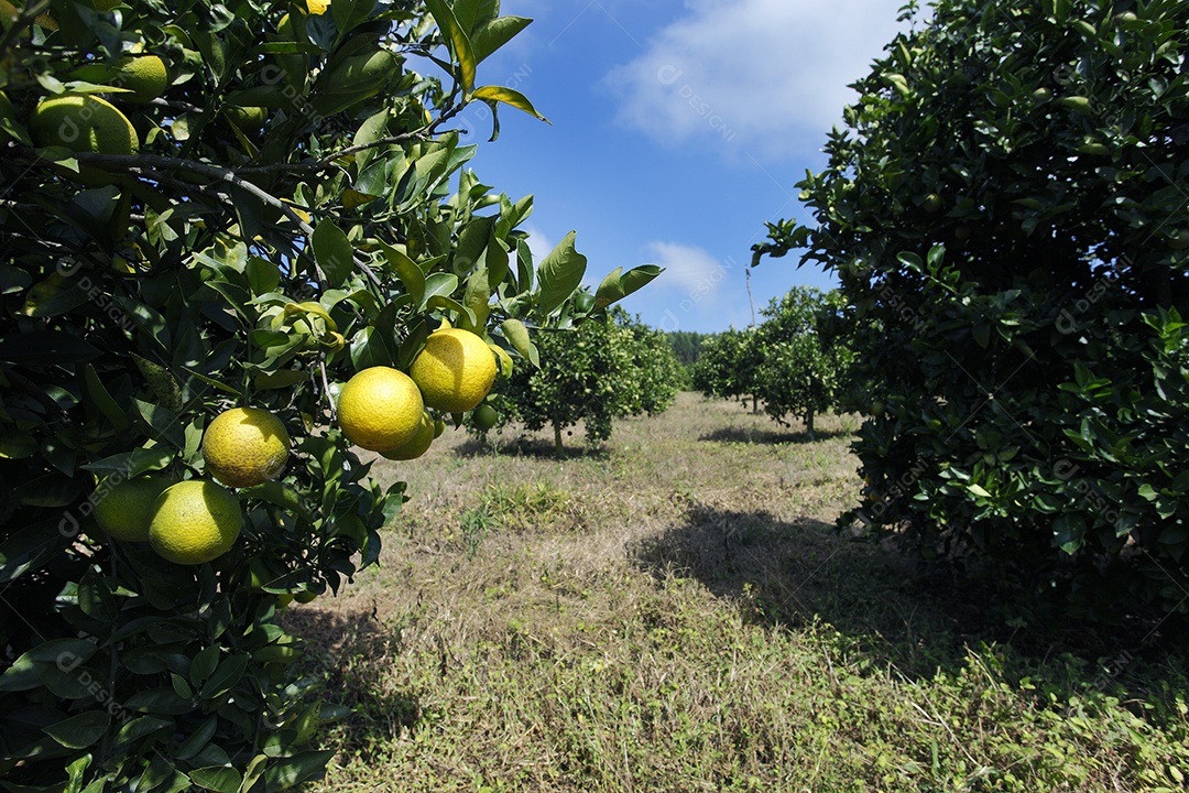 Pé de laranja carregado pronto para colheita