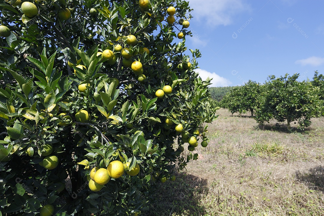 Pé de laranja carregado pronto para colheita