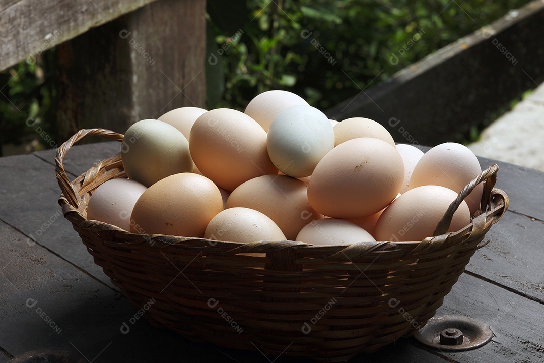 Fazenda de ovos frescos