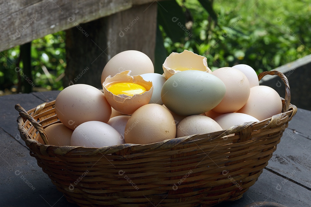 Fazenda de ovos frescos