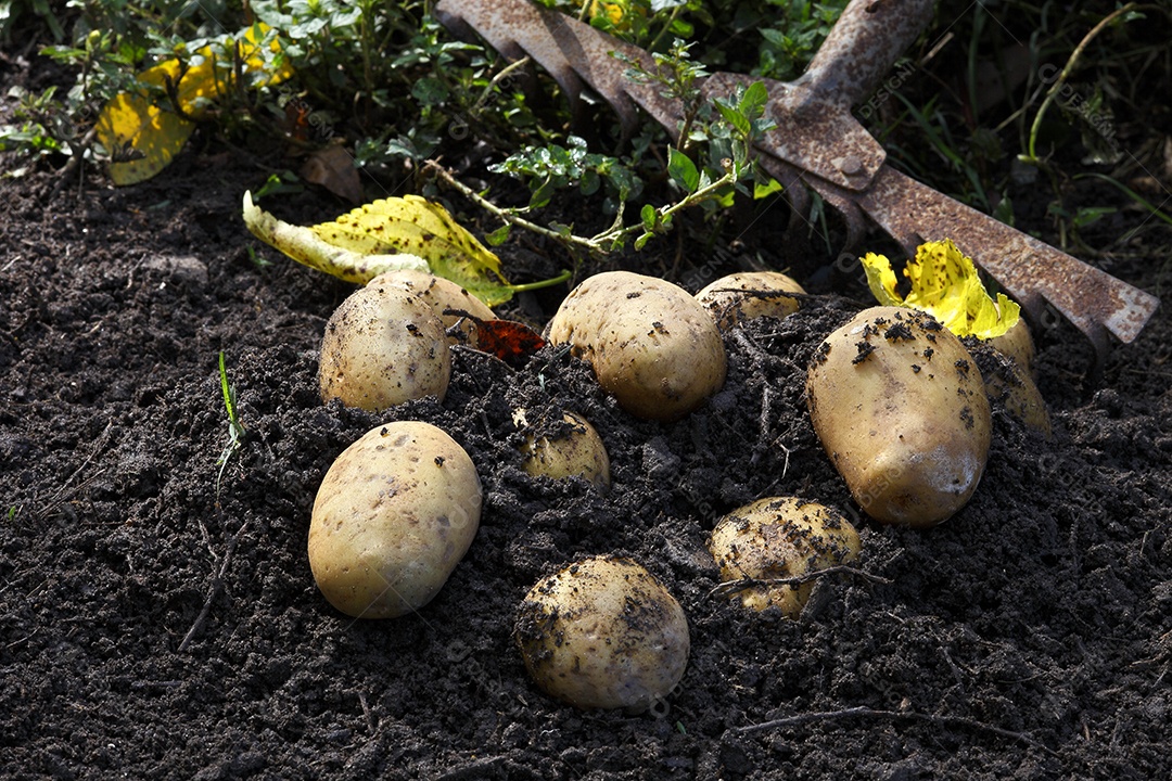 Batatas recentemente colhidas no solo