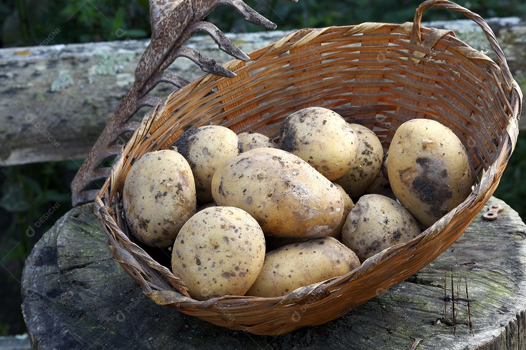 Batatas recentemente colhidas no solo