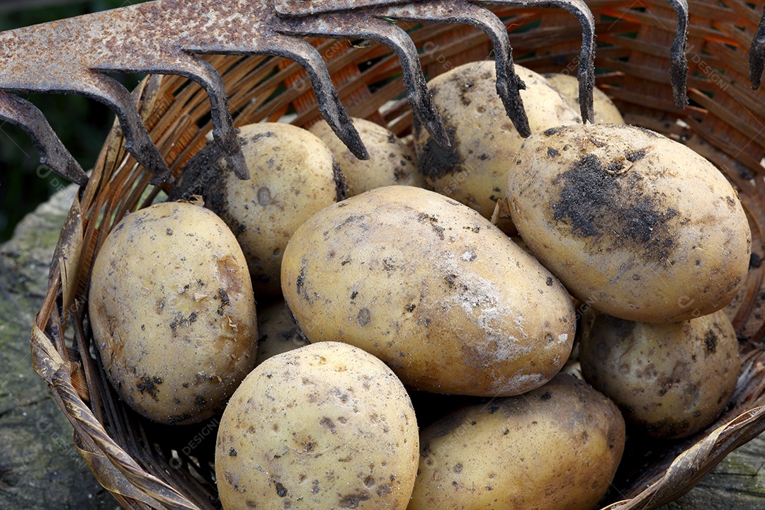 Batatas recentemente colhidas no solo