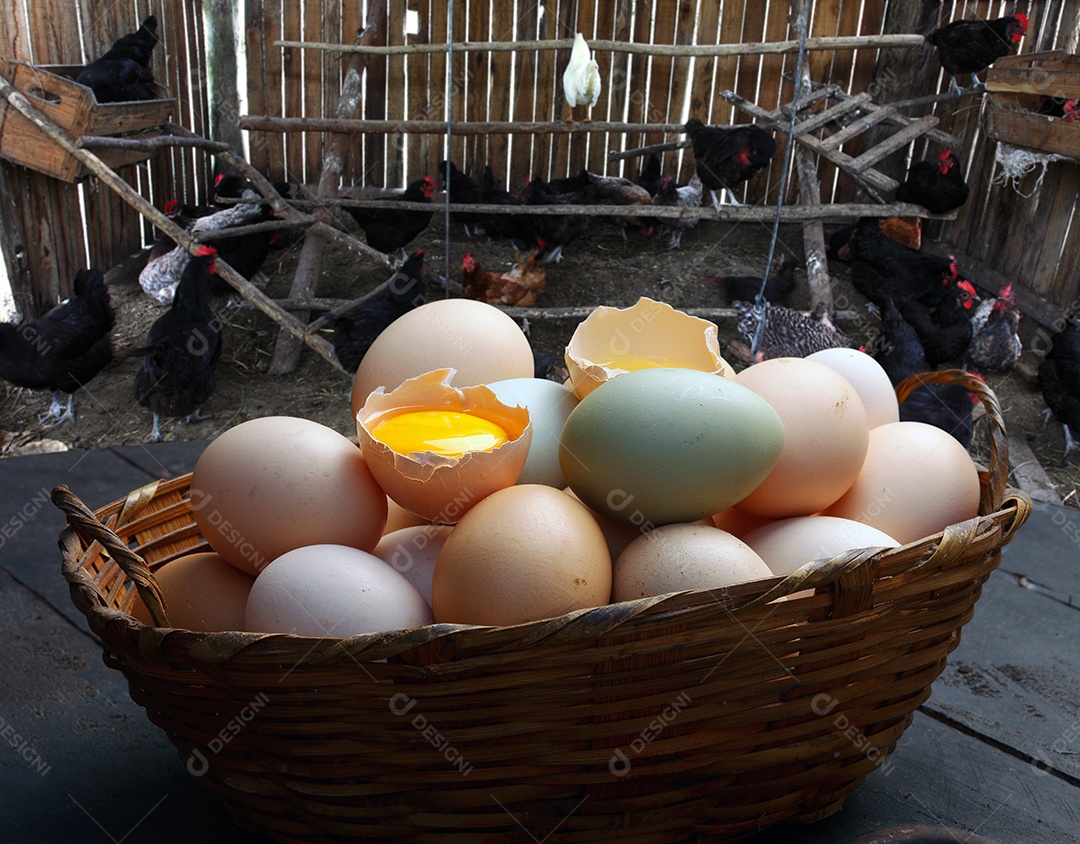 Fazenda de ovos frescos