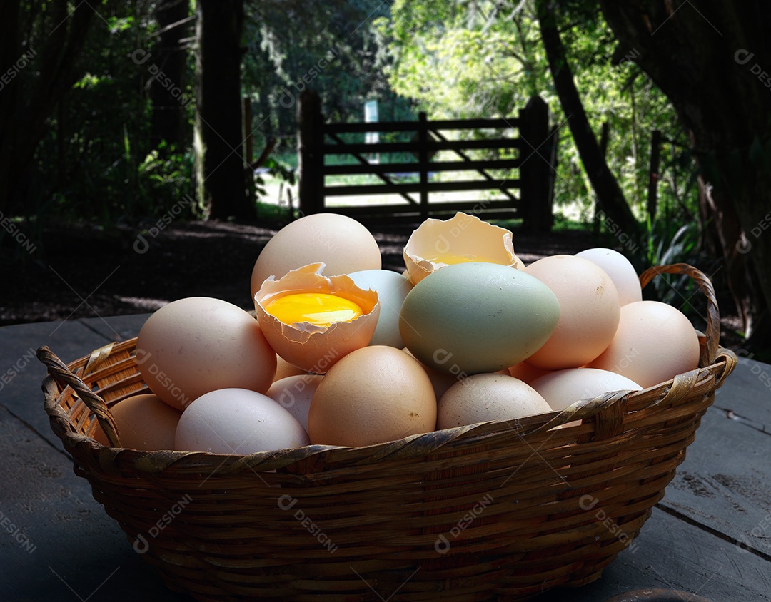 Fazenda de ovos frescos