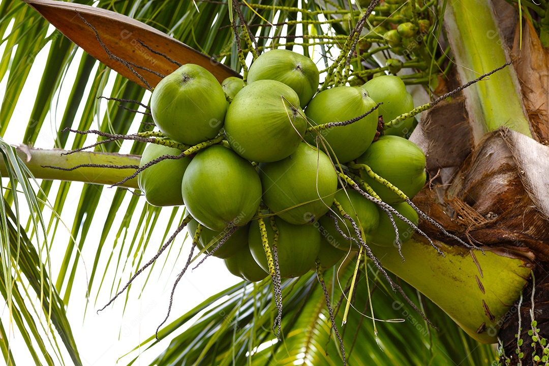 Coco verde na palmeira