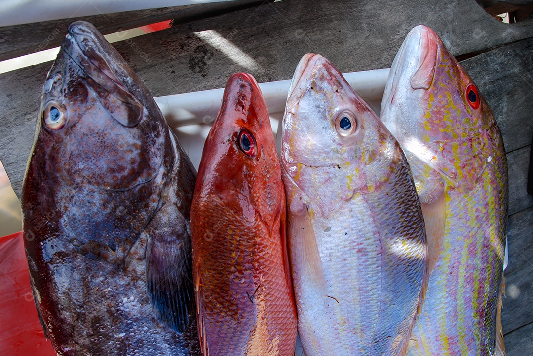 Peixe fresco cru na peixaria