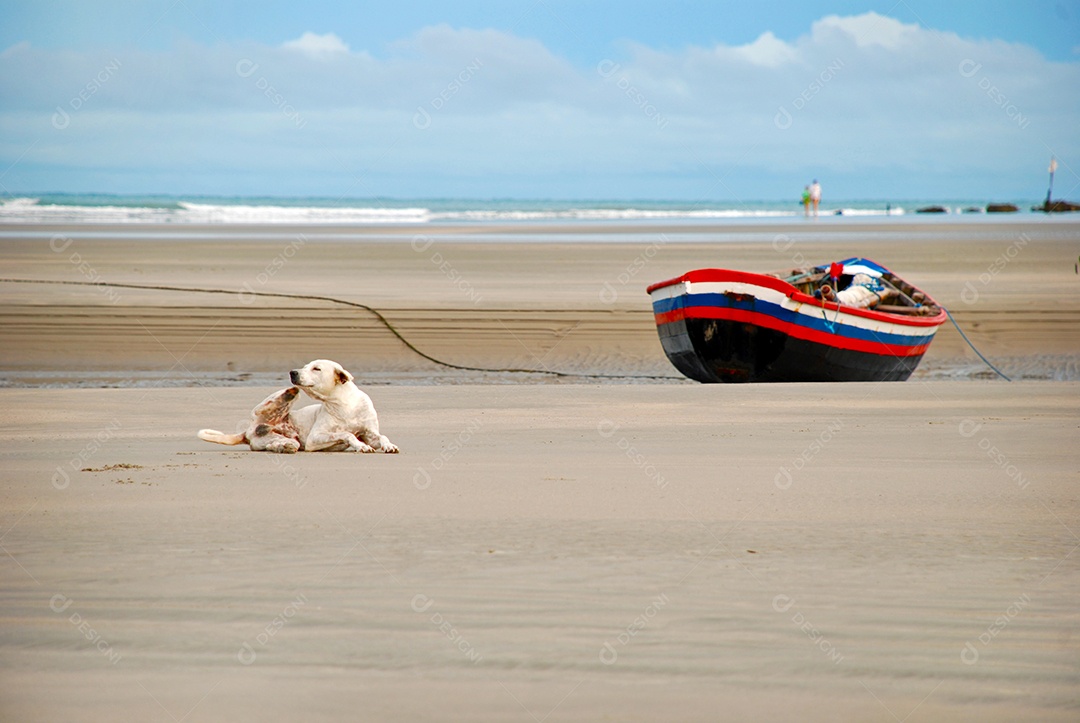 Barco ancorado e um cachorro ao lado na praia