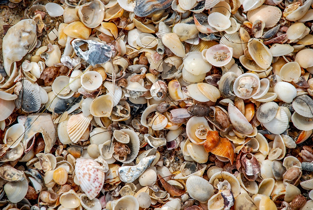 Conchas do mar fundo e textura