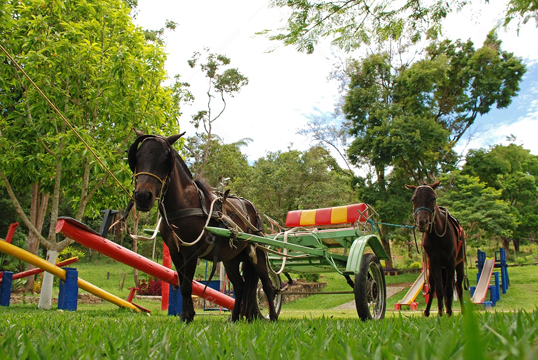 Poney cavalo pequeno