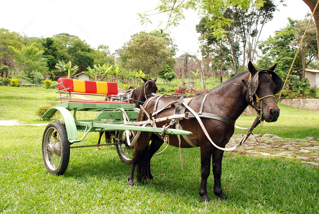 Poney cavalo pequeno