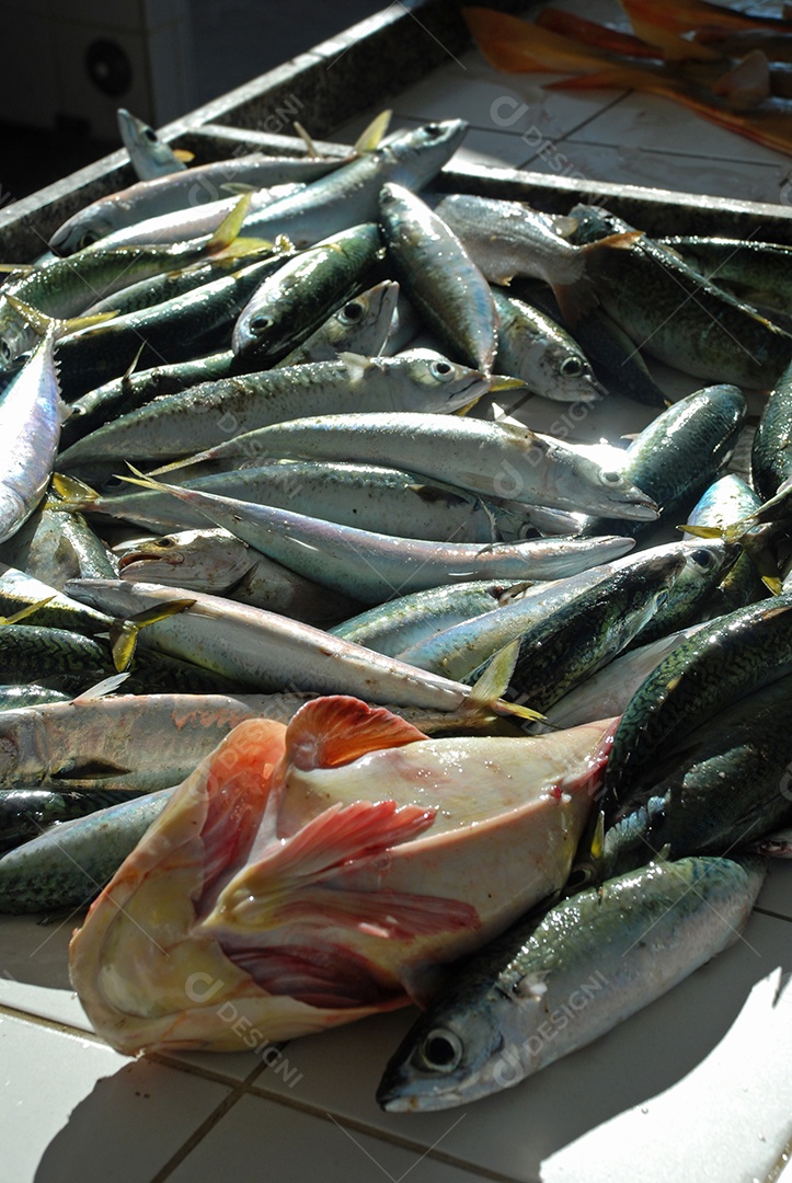 Peixe fresco pescado no Rio de Janeiro