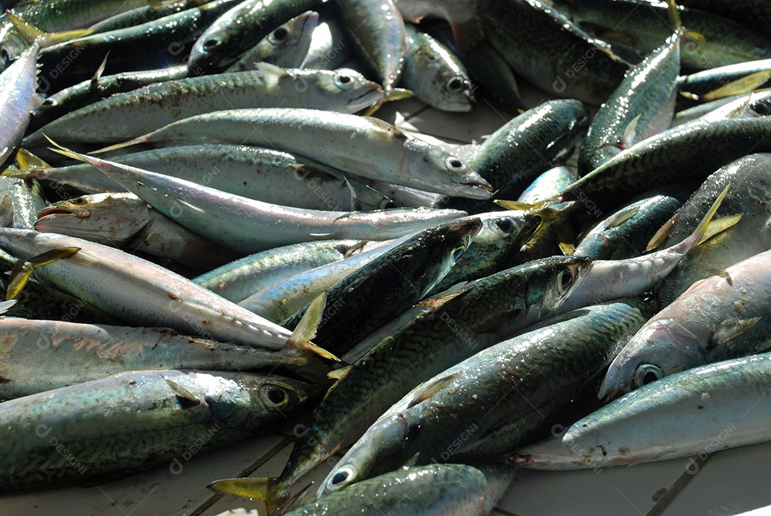 Peixe fresco pescado no Rio de Janeiro