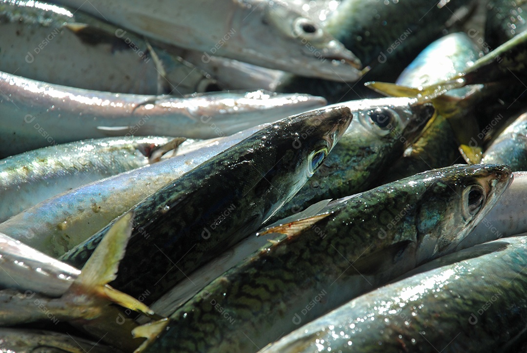 Peixe fresco pescado no Rio de Janeiro peixarias em copacabana