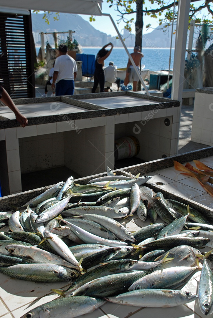 Peixe fresco pescado no Rio de Janeiro