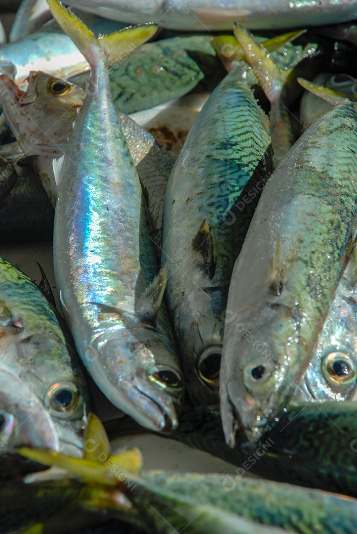Peixe fresco pescado no Rio de Janeiro