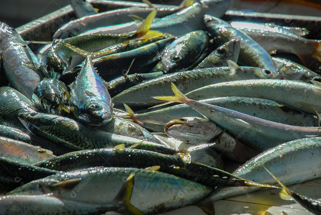 Peixe fresco pescado no Rio de Janeiro
