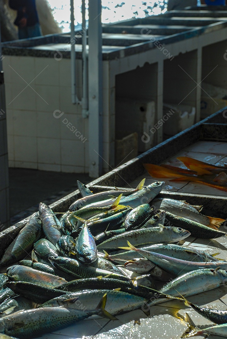Peixe fresco pescado no Rio de Janeiro