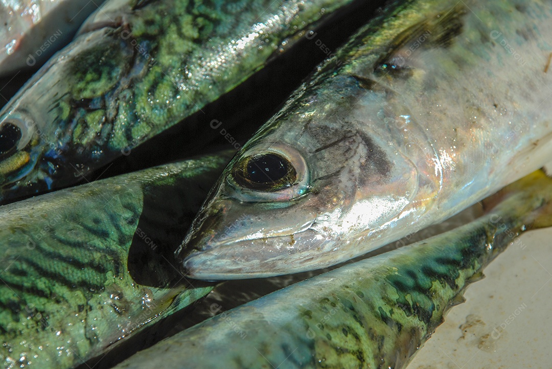 Peixe fresco pescado no Rio de Janeiro