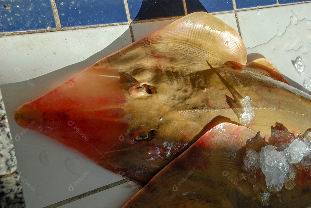 Peixe fresco pescado no Rio de Janeiro