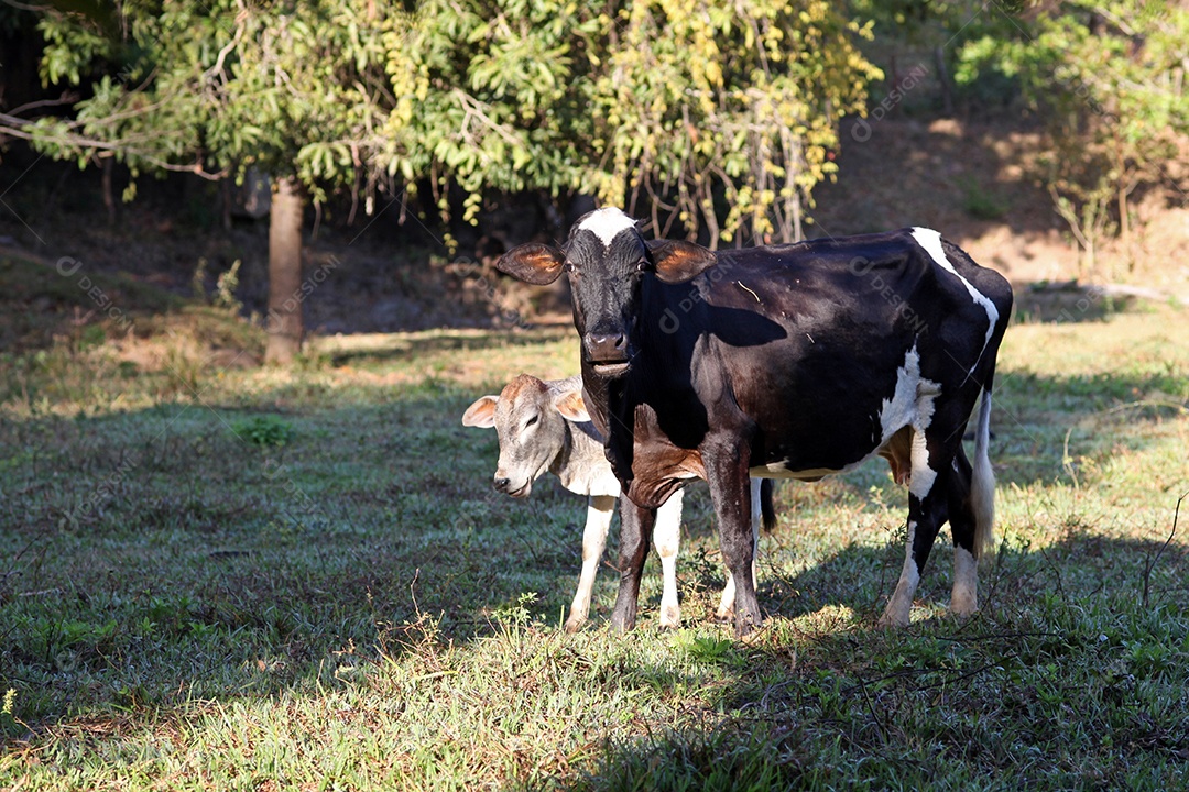 Vaca com bezerro no curral