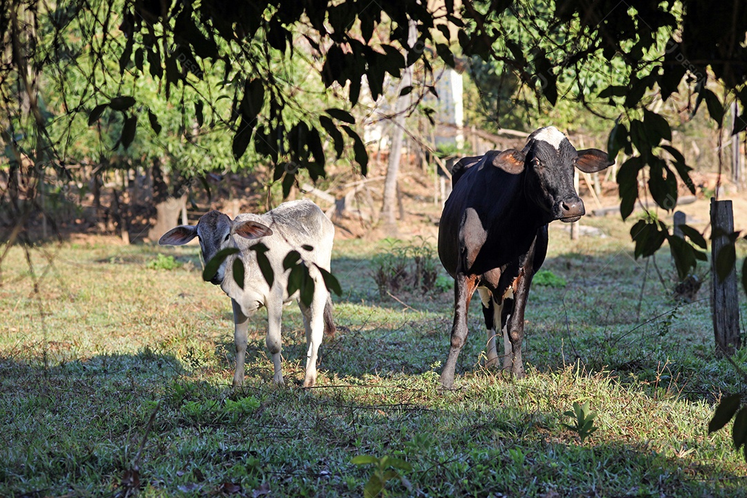 Vaca com bezerro no curral
