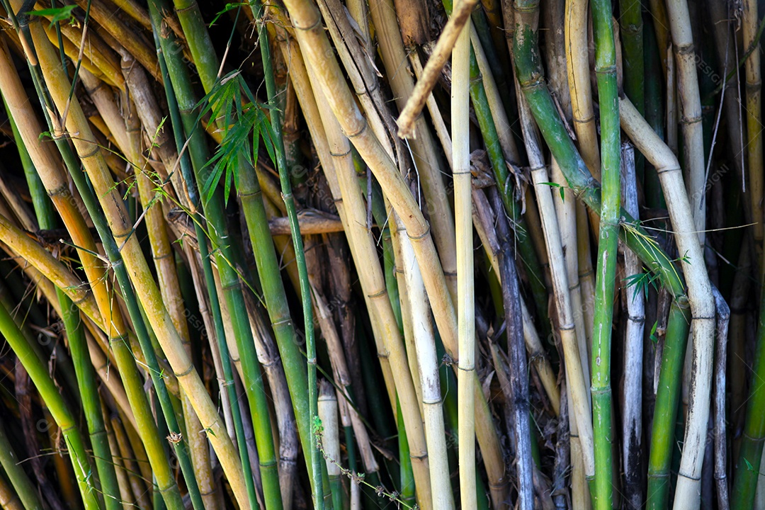 Bambu fundo e textura