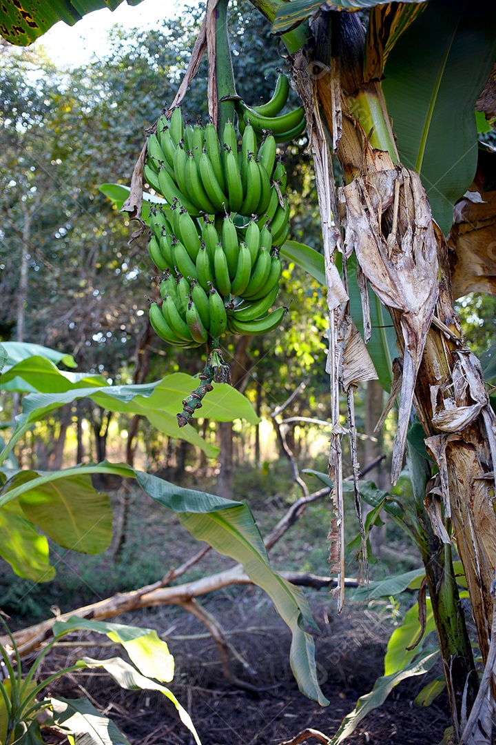 Banana verde na fazenda