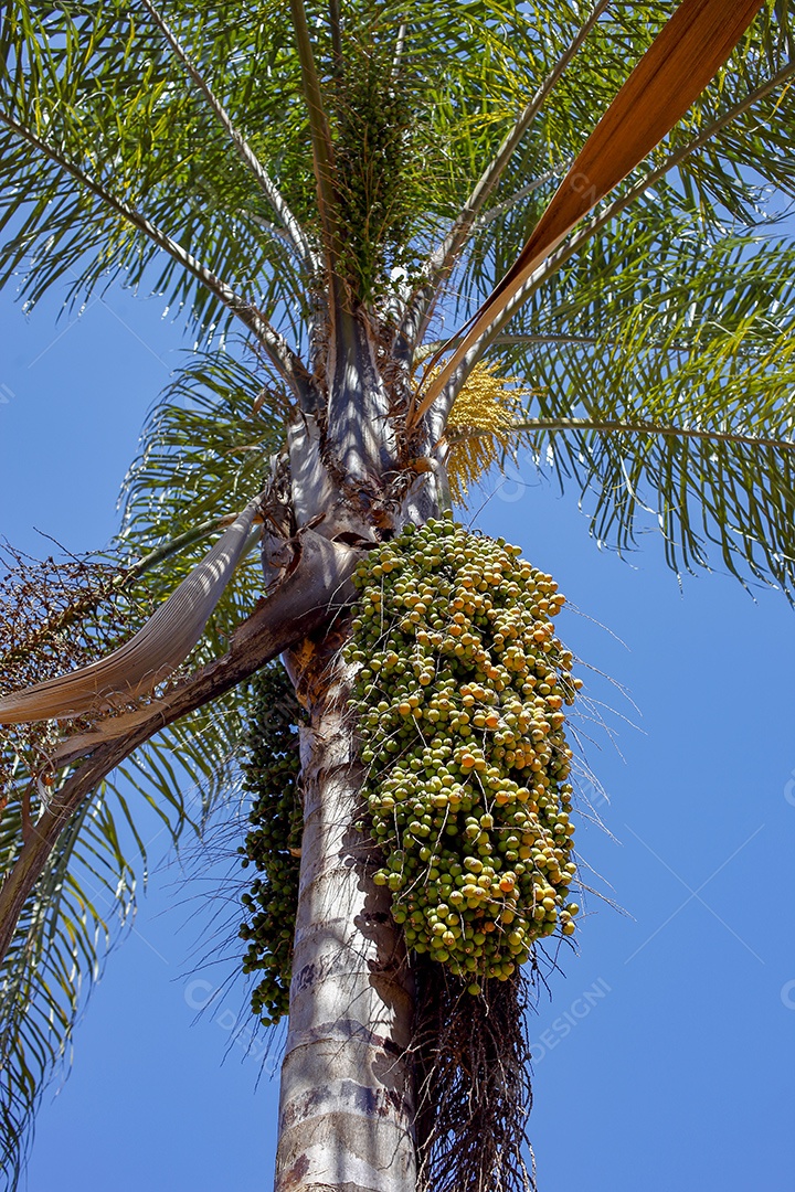 Palmeira com cachos de cocos Jerivá