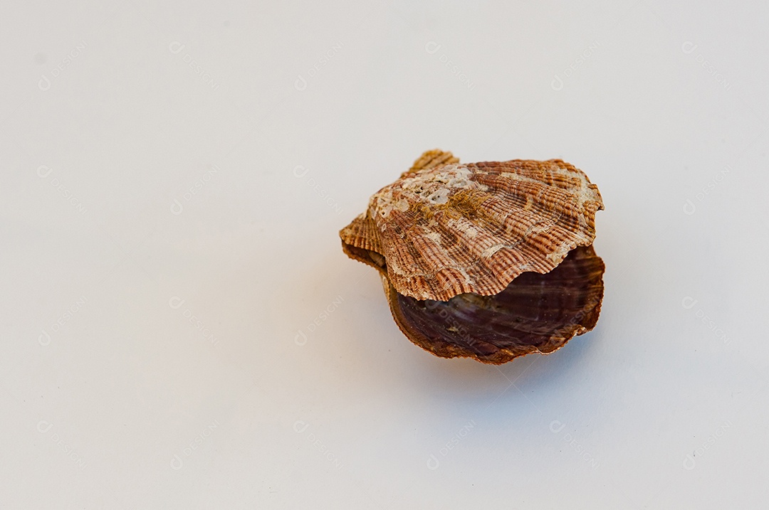 Vieira sobre fundo isolado