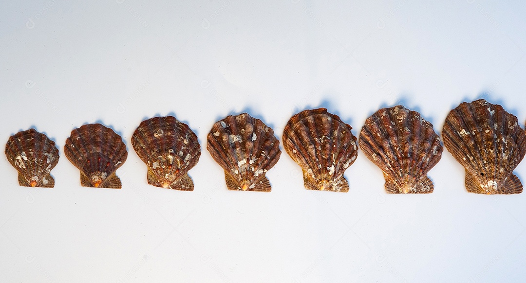 Vieira sobre fundo isolado