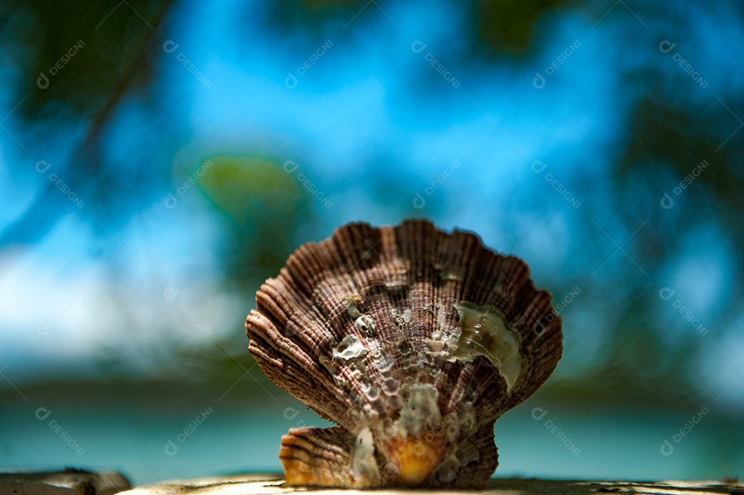 Vieira sobre fundo isolado