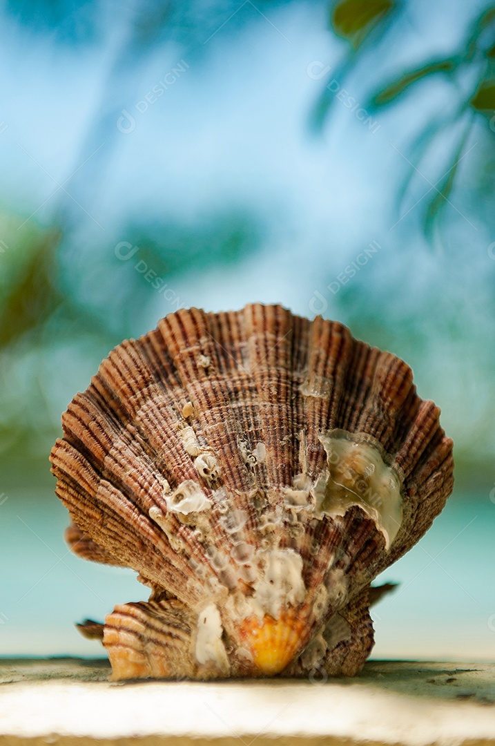 Detalhes da concha na praia
