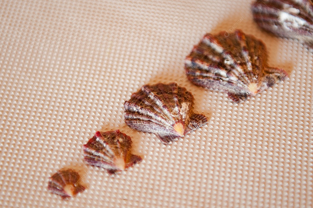 Detalhes das conchas na praia