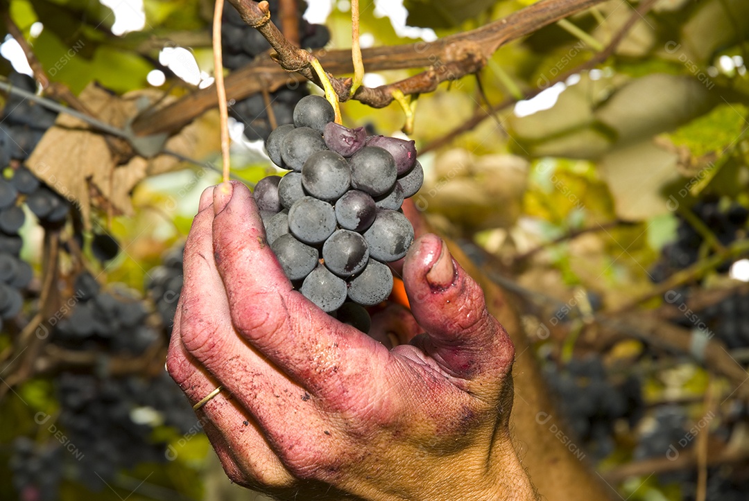 Colheita da uva - Pinheiro Preto