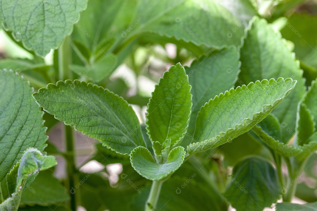 Planta verde chamada boldo da terra no brasil