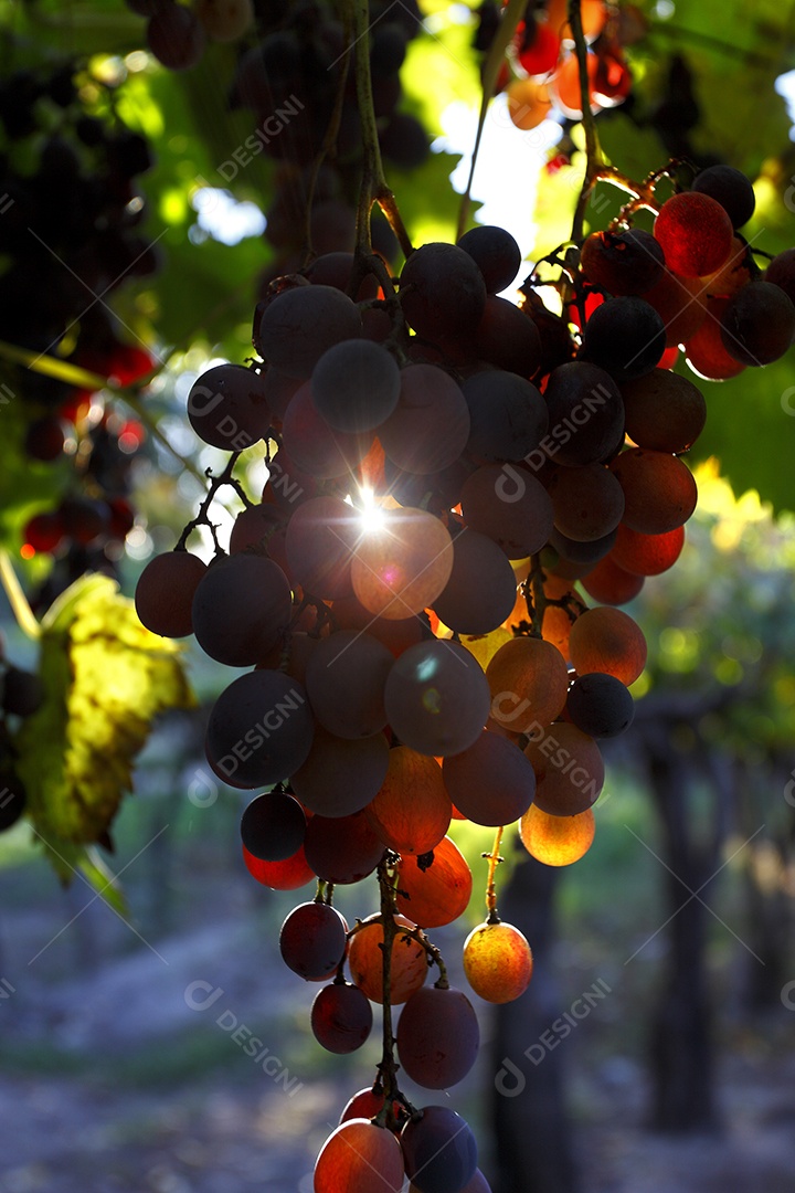 Plantação linda grande de uvas