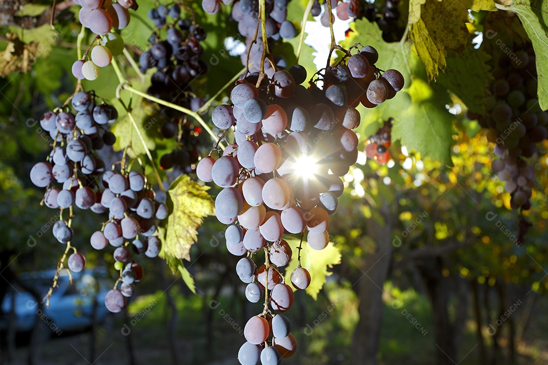 Cachos de uvas roxas linda na plantação