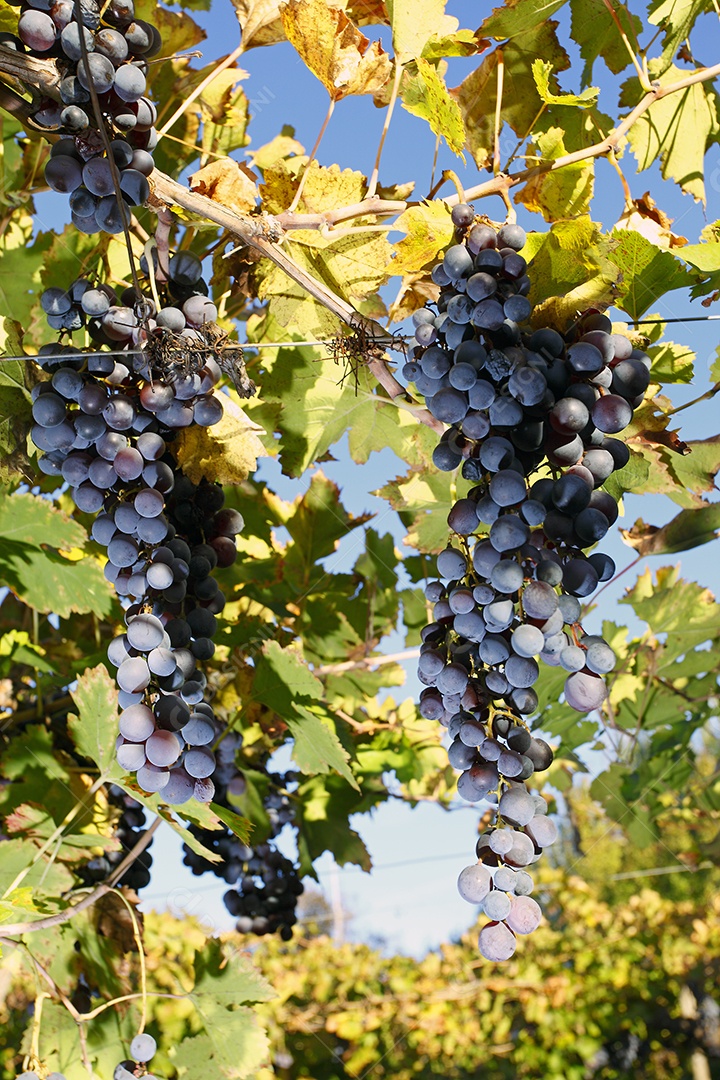 Plantação de uvas em dia ensolarado