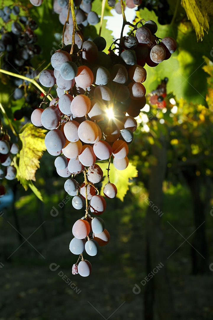 Muitas uvas roxas em plantação