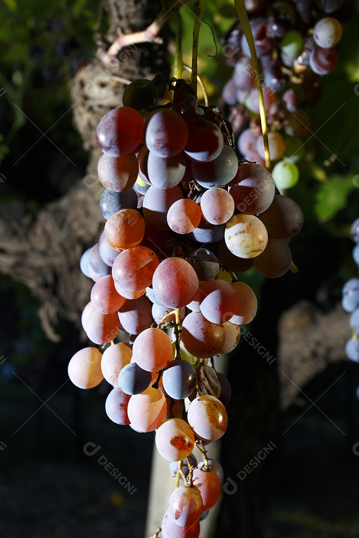 Muitos cachos de uvas roxas