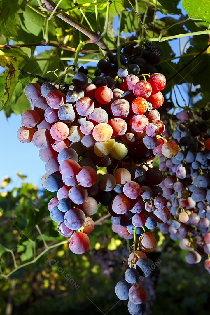Plantação de lindas uvas grandes