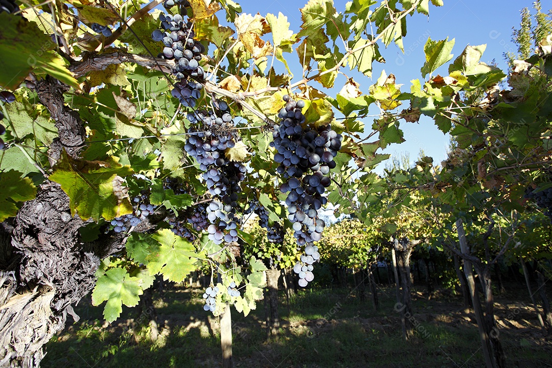 Plantação grande de lindas uvas