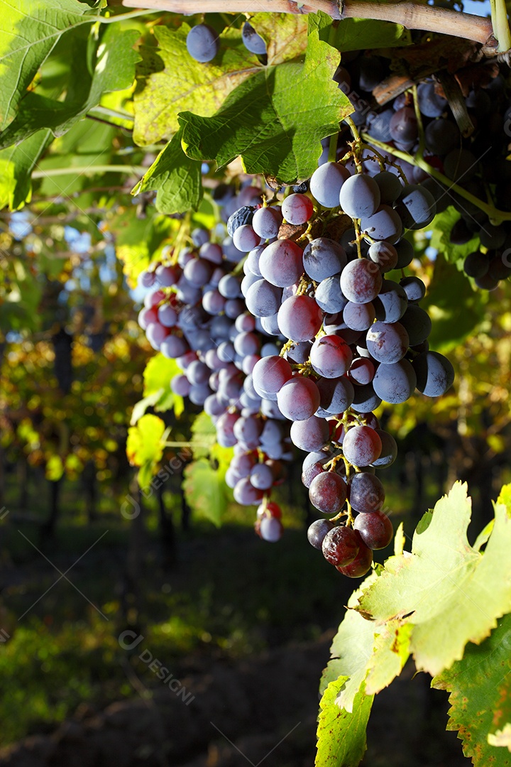 Cachos de uvas roxas linda na plantação