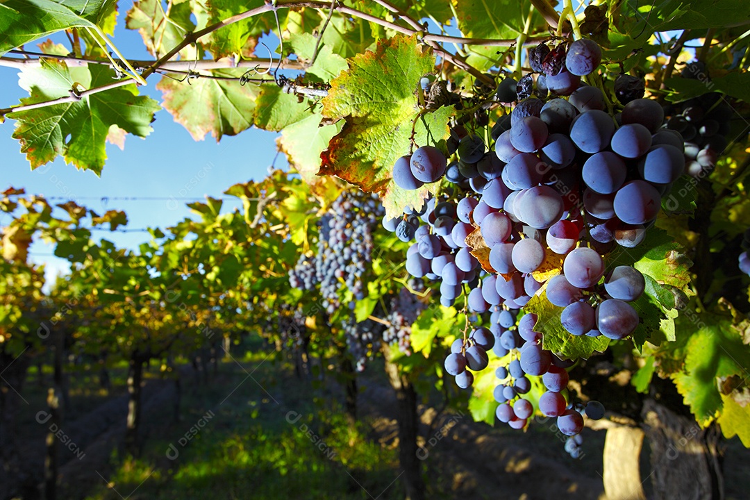 Cachos de uvas roxas linda na plantação